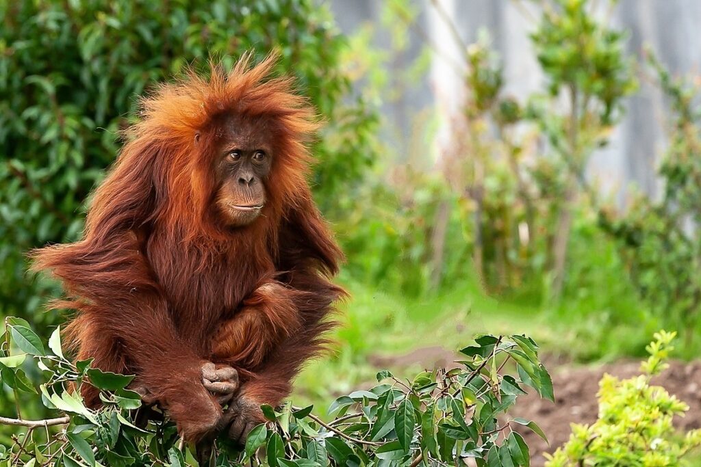 A young Orang-Utan (Pongo abelii) perched atop a shrub and chewing a leaf.